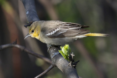 oriole de bullock - bullock oriole