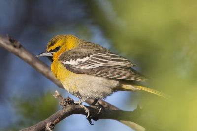 oriole de bullock - bullock oriole