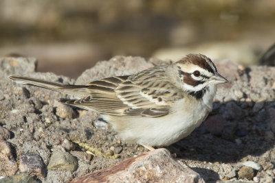 bruant  joues marron - lark sparrow