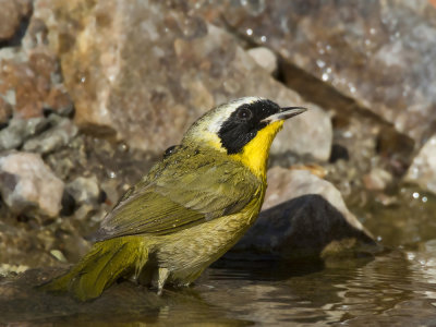 paruline masque - common yellow throated