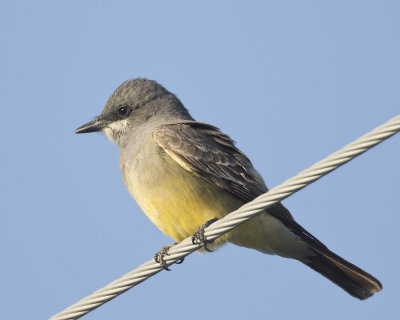 tyran de cassin - cassin kingbird