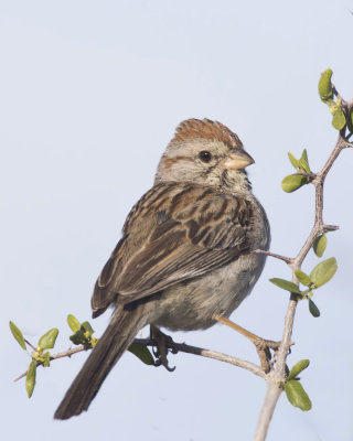 bruant  paulettes - rufous winged sparrow