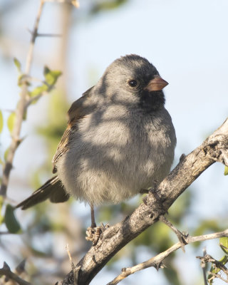 bruant  menton noir - black chinned sparrow