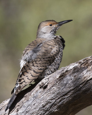 pic flamboyant (red shafted) - northern flicker (red shafted)