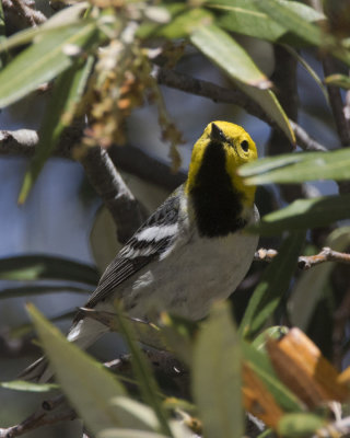 paruline  tte jaune - hermit warbler