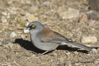junco aux yeux jaunes - yellow eyed junco
