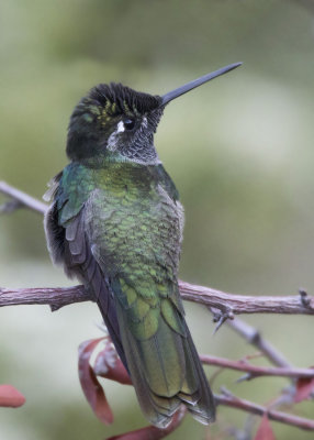 colibri de rivoli - rivoli hummingbird