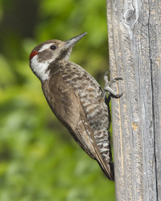 pic d arizona - arizona woodpecker