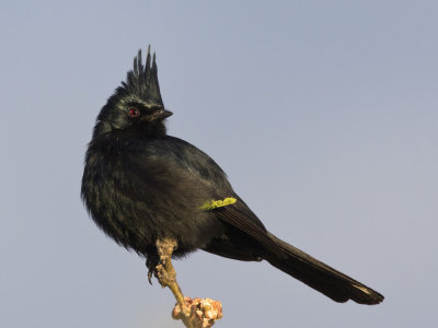 phnopple luisant - phainopepla