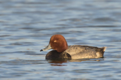 fuligule  tte rouge - redhead