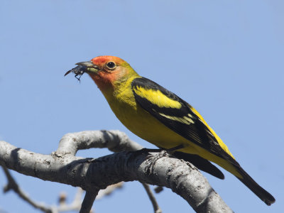 piranga  tte rouge  - western tanager