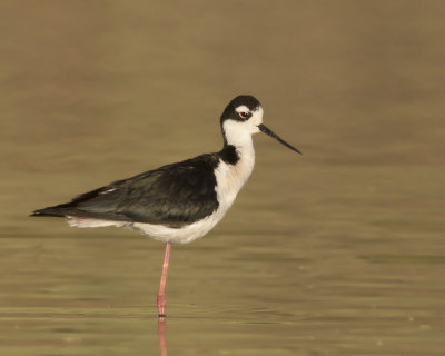 chasse d amrique - black necked stilt