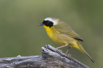 paruline masque - common yellow throated