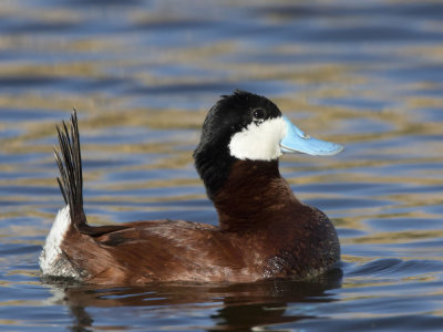 rismature rousse mle - male ruddy duck