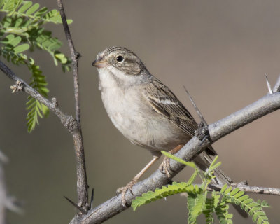 bruant de brewer - brewer sparrow