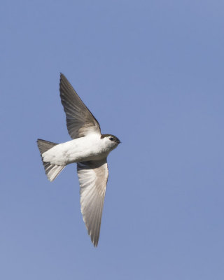 hirondelle  face blanche - violet green swallow