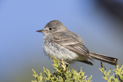 moucherolle gris - gray flycatcher