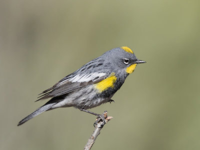 paruline  croupion jaune d audubon - audubon yellow rumped warbler