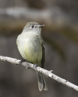 moucherolle sombre - dusky flycatcher