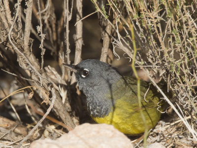 paruline des buissons -  MacGillivray warbler