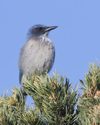 geai de woodhouse - woodhouse scrub jay