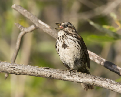 bruant chanteur - song sparrow