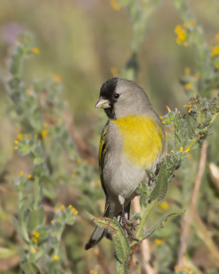 chardonneret gris - lawrence goldfinch