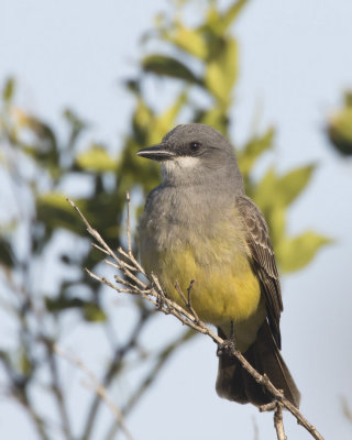 tyran de cassin - cassin kingbird