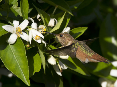 colibri de allen - allen hummingbird