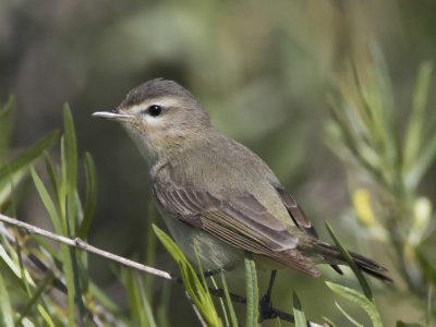 viro mlodieux - warbling vireo