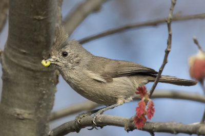 msange unicolore - oak titmouse