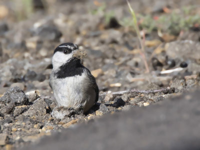 msange de gambel - mountain chickadee