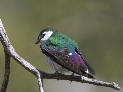 hirondelle  face blanche - violet green swallow