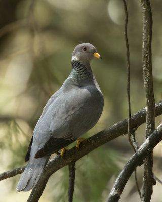 pigeon  queue barre - band tailed pigeon