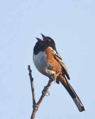 tohi tachet - spotted towhee