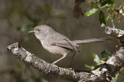 cama brune - wrentit