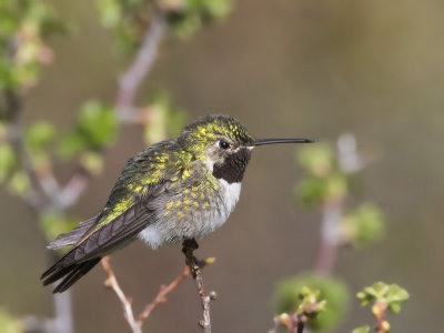 colibri  queue large - broad tailed hummingbird