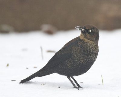 quiscale rouilleux - rusty blackbird