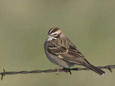 bruant  joues marrons - lark sparrow