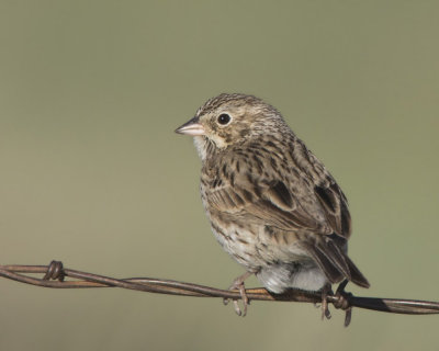 bruant vespral - vesper sparrow