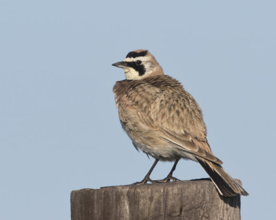 alouette hausse-col - horned lark