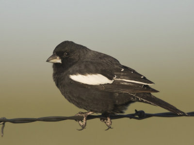 bruant noir et blanc - lark bunting