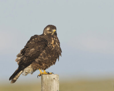 buse de swainson - swainson hawk