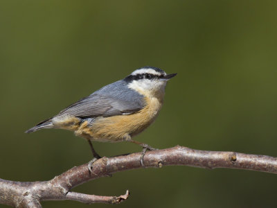 sittelle  poitrine rousse - red breasted nuthatch