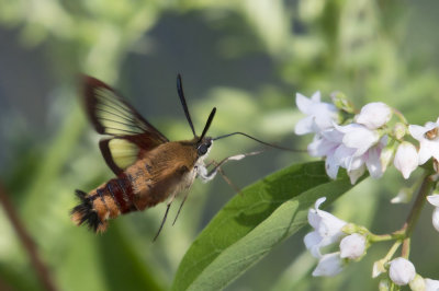 sphinx colibri - clearwing humminbird moth