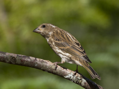 roselin pourpr - purple finch