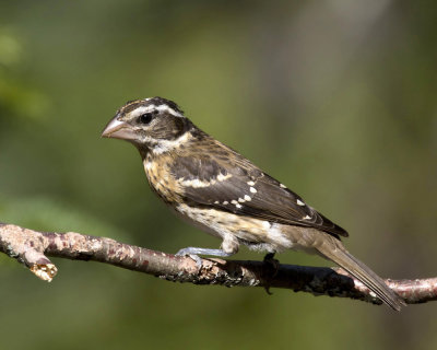 cardinal  poitrine rose - rose breasted grosbeak