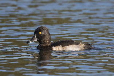 fuligule  collier male  - male ring necked duck
