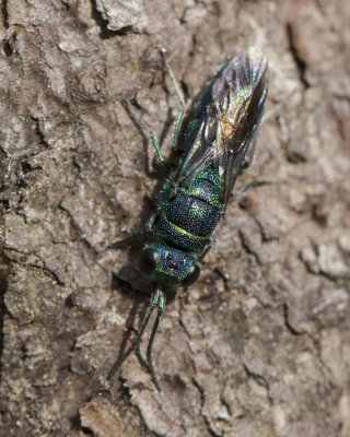gupe meraude - emerald wasp