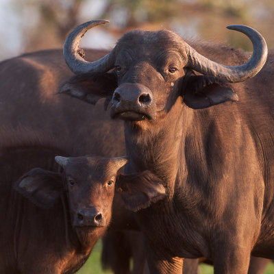 Buffel / Buffalo / Syncerus caffer